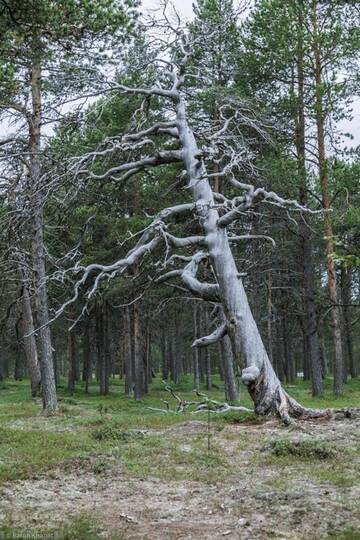 Фотографии Гостевой дом House Sevetin Rautu г. Sevettijärvi (Финляндия) №5 Фото Гостевой дом House Sevetin Rautu г. Sevettijärvi 5